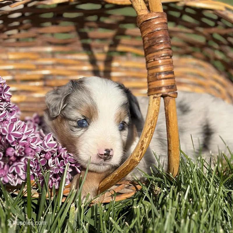 Winnie – Australian Shepherd puppy for sale in Spencerville, IN