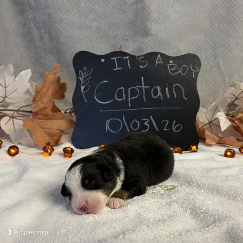 Captain – Australian Shepherd puppy for sale in Spencerville, IN