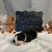 Captain, a male Australian Shepherd for sale in Spencerville, IN – 1 of 4