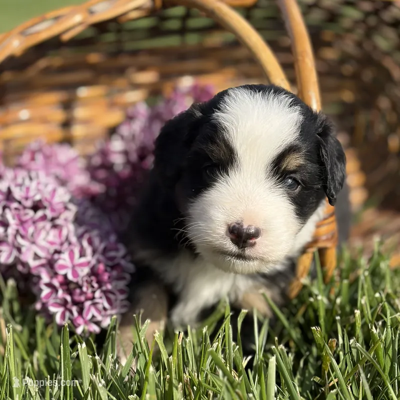 Captain – Australian Shepherd puppy for sale in Spencerville, IN