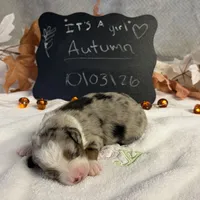 Autumn, a female Australian Shepherd for sale in Spencerville, IN – 3 of 4