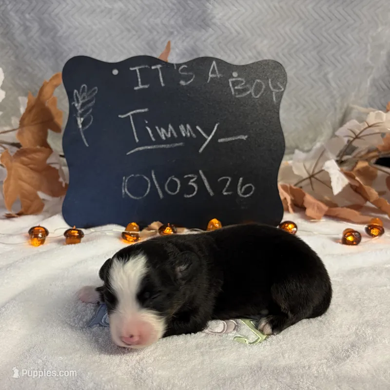 Timmy – Australian Shepherd puppy for sale in Spencerville, IN