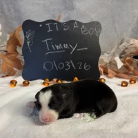 Timmy, a male Australian Shepherd for sale in Spencerville, IN – 1 of 3