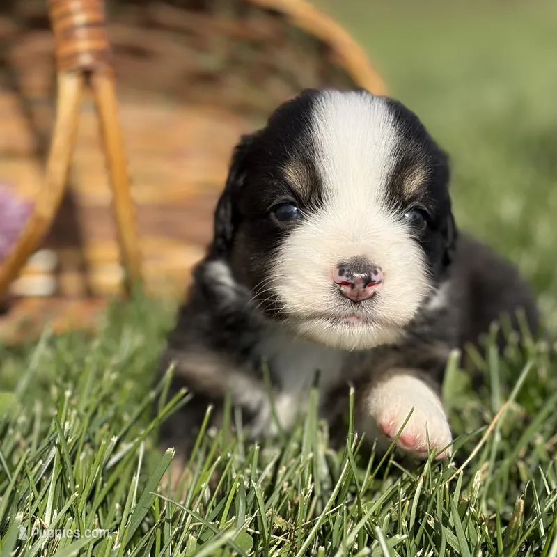 Chuck – Australian Shepherd puppy for sale in Spencerville, IN