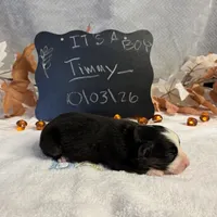 Timmy, a male Australian Shepherd for sale in Spencerville, IN – 2 of 3