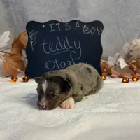 Teddy, a male Australian Shepherd for sale in Spencerville, IN – 3 of 4