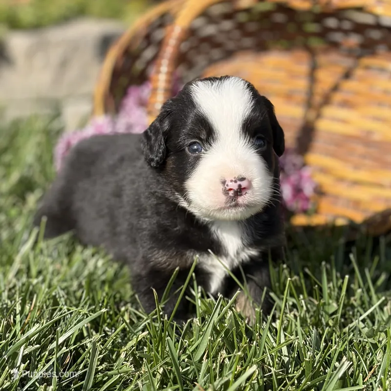 Timmy – Australian Shepherd puppy for sale in Spencerville, IN