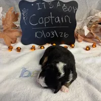 Captain, a male Australian Shepherd for sale in Spencerville, IN – 4 of 4