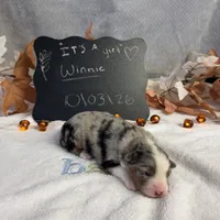 Winnie, a female Australian Shepherd for sale in Spencerville, IN – 1 of 4