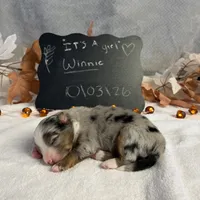 Winnie, a female Australian Shepherd for sale in Spencerville, IN – 4 of 4