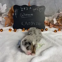 Winnie, a female Australian Shepherd for sale in Spencerville, IN – 3 of 4