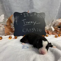 Timmy, a male Australian Shepherd for sale in Spencerville, IN – 3 of 3