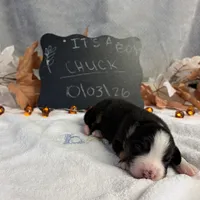 Chuck, a male Australian Shepherd for sale in Spencerville, IN – 2 of 4