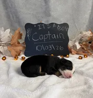 Captain, a male Australian Shepherd for sale in Spencerville, IN – 3 of 4