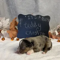 Teddy, a male Australian Shepherd for sale in Spencerville, IN – 2 of 4