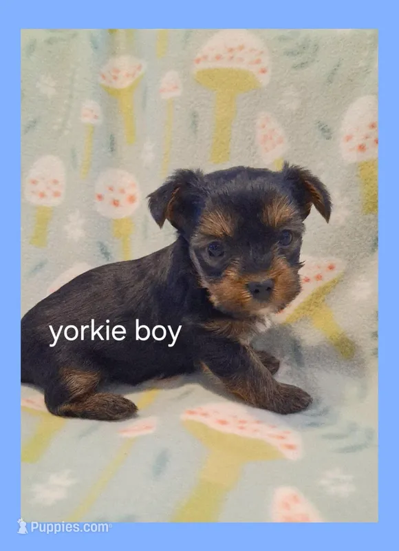 Mister, a male Yorkshire Terrier for sale in Ash Grove, MO – Photo 1 of 1