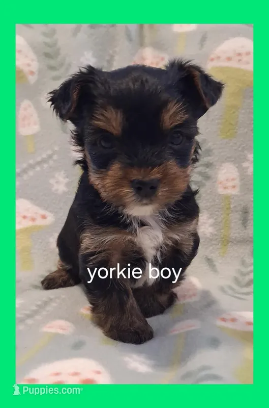 Buddy, a male Yorkshire Terrier for sale in Ash Grove, MO – Photo 1 of 1