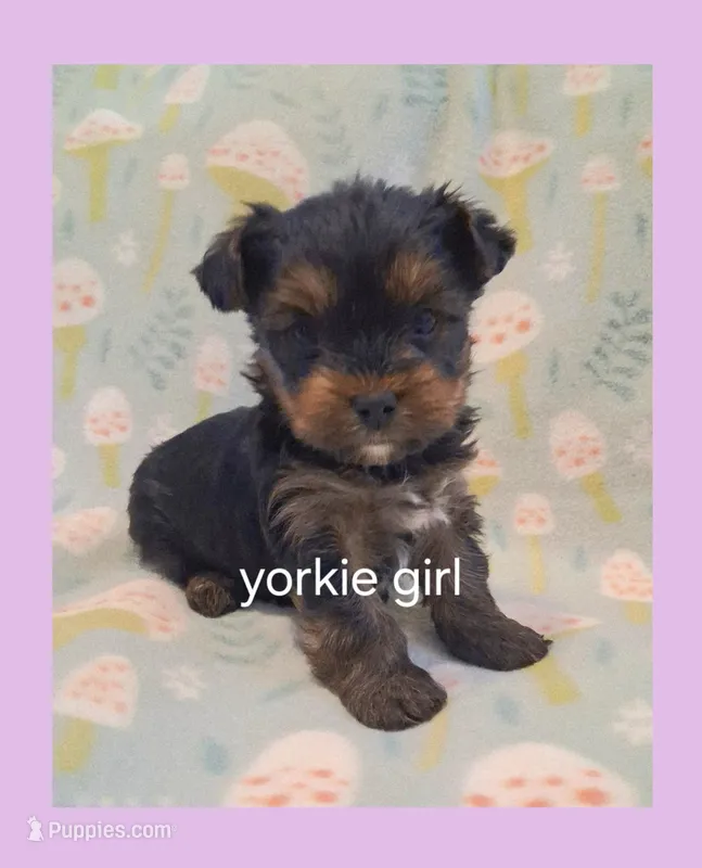 Sweets, a female Yorkshire Terrier for sale in Ash Grove, MO – Photo 1 of 1