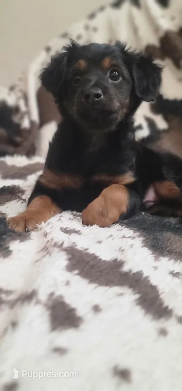 Thunder CKC – Yorkipoo puppy for sale in Manning, SC