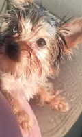 SOPHIE  CKC , a female Yorkshire Terrier for sale in Manning, SC – 5 of 7