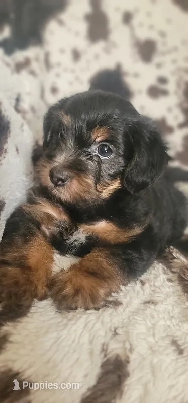 Lightning  CKC – Yorkipoo puppy for sale in Manning, SC