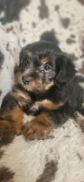 Lightning  CKC, a male Yorkipoo for sale in Manning, SC – 1 of 6