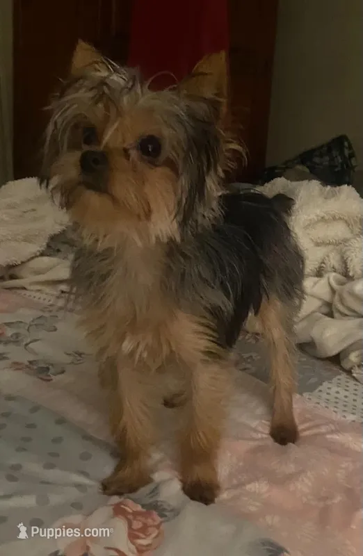 SOPHIE CKC – Yorkshire Terrier puppy for sale in Manning, SC
