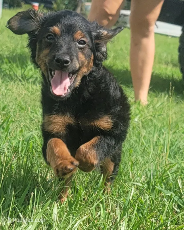 CKC YORKIEPOO Thunder  – Yorkipoo puppy for sale in Manning, SC