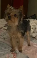 SOPHIE  CKC , a female Yorkshire Terrier for sale in Manning, SC – 2 of 7