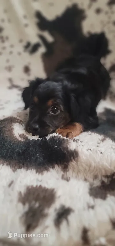 CKC YORKIEPOO Thunder  – Yorkipoo puppy for sale in Manning, SC