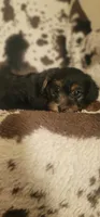 Lightning  CKC, a male Yorkipoo for sale in Manning, SC – 6 of 6