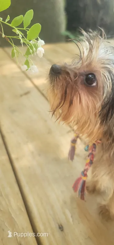 SOPHIE  CKC  – Yorkshire Terrier puppy for sale in Manning, SC