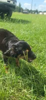 Bear, a male Yorkipoo for sale in Manning, SC – 6 of 6