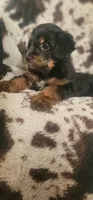Lightning  CKC, a male Yorkipoo for sale in Manning, SC – 5 of 6