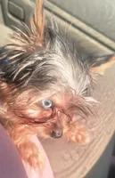 SOPHIE  CKC , a female Yorkshire Terrier for sale in Manning, SC – 6 of 7