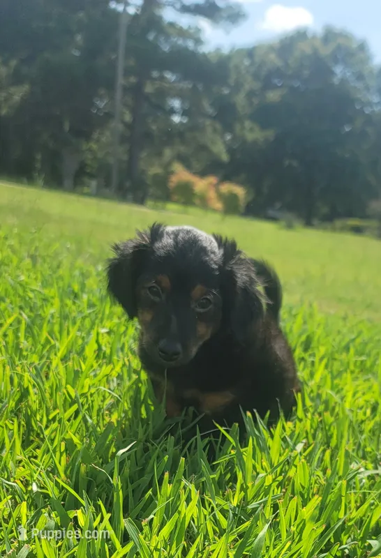Bear – Yorkipoo puppy for sale in Manning, SC