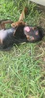 Bear, a male Yorkipoo for sale in Manning, SC – 5 of 6
