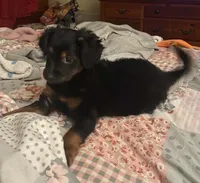 CKC YORKIEPOO Thunder , a male Yorkipoo for sale in Manning, SC – 3 of 5