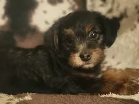 Lightning  CKC, a male Yorkipoo for sale in Manning, SC – 2 of 6