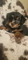 Lightning  CKC, a male Yorkipoo for sale in Manning, SC – 4 of 6