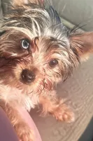 SOPHIE  CKC , a female Yorkshire Terrier for sale in Manning, SC – 4 of 7