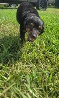 Bear, a male Yorkshire Terrier and Poodle - Toy  for sale in Manning, SC – 3 of 3