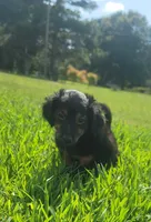 Bear, a male Yorkshire Terrier and Poodle - Toy  for sale in Manning, SC – 2 of 3
