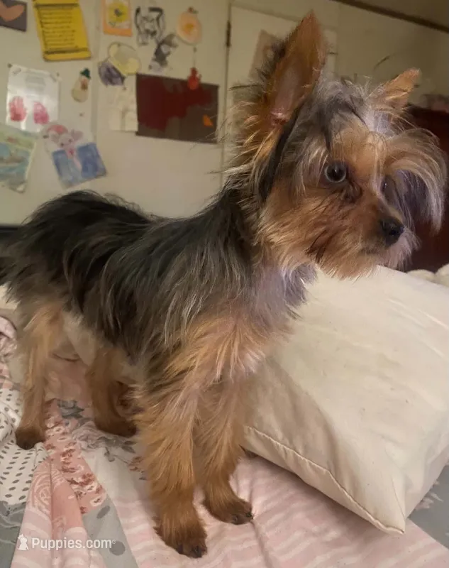 SOPHIE CKC – Yorkshire Terrier puppy for sale in Manning, SC