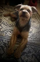 Thunder CKC Yorkiepoo , a male Yorkshire Terrier and Poodle - Toy  for sale in Manning, SC – 4 of 4