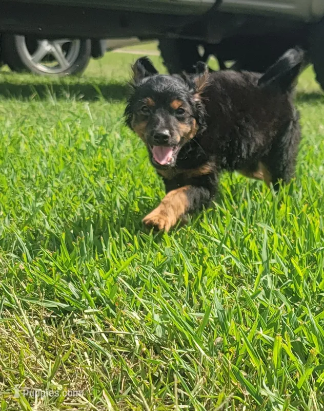 Thunder CKC Yorkiepoo  – Yorkshire Terrier, Poodle - Toy  puppy for sale in Manning, SC