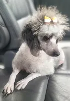 Thunder CKC Yorkiepoo , a male Yorkshire Terrier and Poodle - Toy  for sale in Manning, SC – 3 of 4