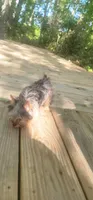 SOPHIE  CKC , a female Yorkshire Terrier for sale in Manning, SC – 7 of 7