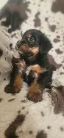 Lightning  CKC, a male Yorkipoo for sale in Manning, SC – 3 of 6