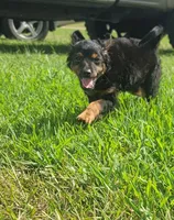 Bear, a male Yorkshire Terrier and Poodle - Toy  for sale in Manning, SC – 1 of 3